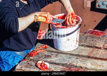 Frau kümmert sich nach dem Schlachten von Rentieren in einem Eimer um die Innereien Stockfoto