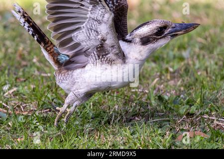 Australischer Lachkookaburra mit Wurm im Schnabel Stockfoto