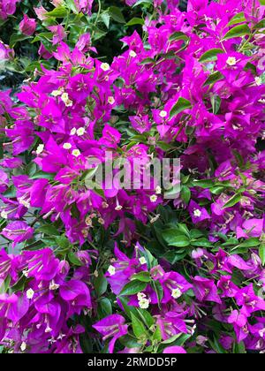 Schöne rote Bougainvillea Blumen im Freien. Dekorative Pflanze. Gartenkonzept. Stockfoto