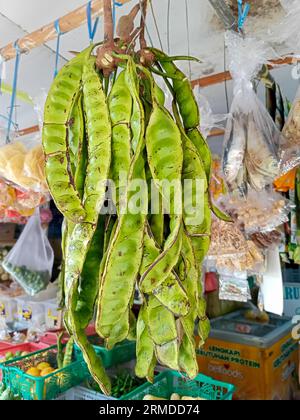 Petai bunches oder parkia speciosa, Petai oder Petai sind verfaulte Erdnüsse, ein traditionelles lokales Essen in Indonesien. Stockfoto