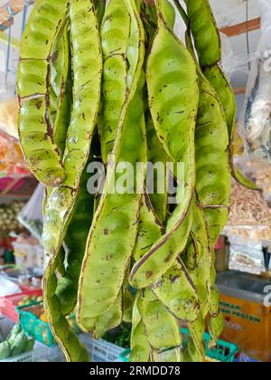 Petai bunches oder parkia speciosa, Petai oder Petai sind verfaulte Erdnüsse, ein traditionelles lokales Essen in Indonesien. Stockfoto