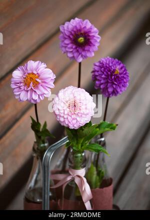 Wunderschöner Blumenstrauß aus rosa, magentafarbenen, rosafarbenen, violetten Dahlienblüten in Glasflaschen auf gartenbank. Floristik- oder Gartenkonzept. Selektiver Weichzeichner. Stockfoto
