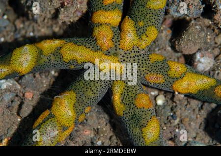 Comb Jelly, Coeloplana sp, Gruppe auf Luzon Sea Star, Echinaster luzonicus, Segara Tauchplatz, Seraya, Karangasem, Bali, Indonesien Stockfoto