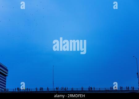 Mexikanische Freischwanzfledermäuse fliegen im Sommer bei Dämmerung über den Himmel von Austin, um sich zu ernähren Stockfoto