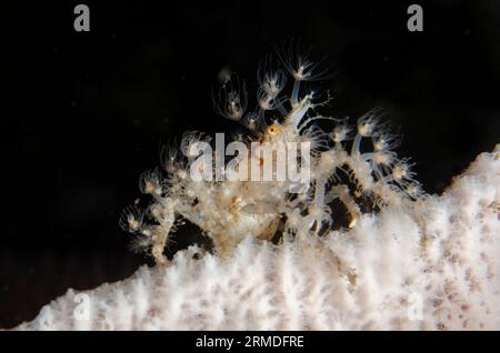 Spinnenkrebse, Achaeus spinosus, mit kleinen Anemonen zum Schutz und Tarnung auf Schwamm, Porifera Phylum, Nachttauchen, Scuba Seraya House Reef d Stockfoto