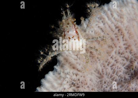 Spinnenkrebse, Achaeus spinosus, mit kleinen Anemonen zum Schutz und Tarnung auf Schwamm, Porifera Phylum, Nachttauchen, Scuba Seraya House Reef d Stockfoto