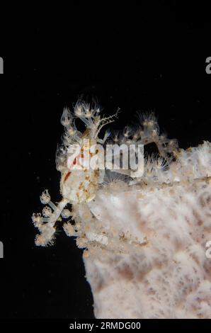 Spinnenkrebse, Achaeus spinosus, mit kleinen Anemonen zum Schutz und Tarnung auf Schwamm, Porifera Phylum, Nachttauchen, Scuba Seraya House Reef d Stockfoto