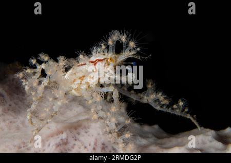 Spinnenkrebse, Achaeus spinosus, mit kleinen Anemonen zum Schutz und Tarnung auf Schwamm, Porifera Phylum, Nachttauchen, Scuba Seraya House Reef d Stockfoto