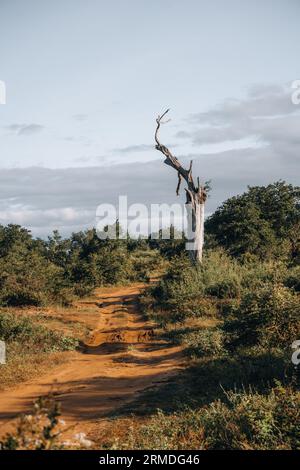 Unbefestigte Straße während einer Safari im Udawalawa National Park Stockfoto