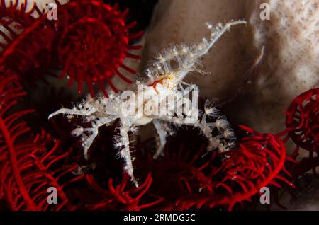 Spinnenkrebse, Achaeus spinosus, mit kleinen Anemonen zum Schutz und Tarnung in Crinoid, Comatulida Order, Nachttauchen, Scuba Seraya House Reef Stockfoto