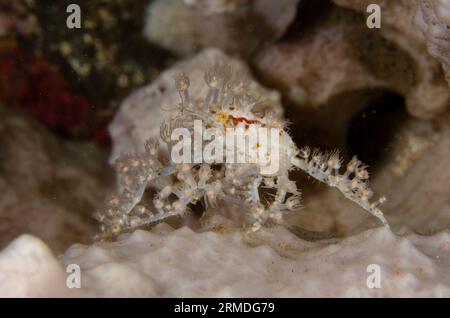 Spinnenkrebse, Achaeus spinosus, mit kleinen Anemonen zum Schutz und Tarnung auf Schwamm, Porifera Phylum, Nachttauchen, Scuba Seraya House Reef d Stockfoto