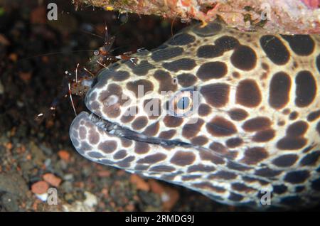 Juvenile Blackspotted Moray, Gymnothorax favagineus, mit Cleaner Shrimp, Urocaridella antonbrunii, Nachttauchen, Scuba Seraya House Reef Dive Sit Stockfoto