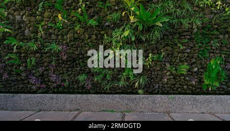 Umweltfreundliches Wandkonzept. Grüne Zierpflanze auf Steinwandhintergrund. Nachhaltiges Bauen. Nah an der Natur. Außenarchitektur zur Dekoration Stockfoto