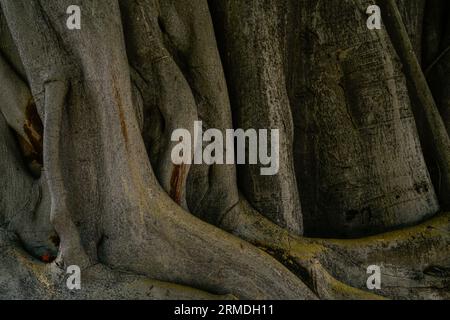 Nahaufnahme alter Stamm und Wurzel des Banyan-Baumes. Großer Baumstamm im tropischen Wald. Verdrehtes Muster des Hintergrunds der Baumstammtextur. Natürliche Holzhaut. Stockfoto