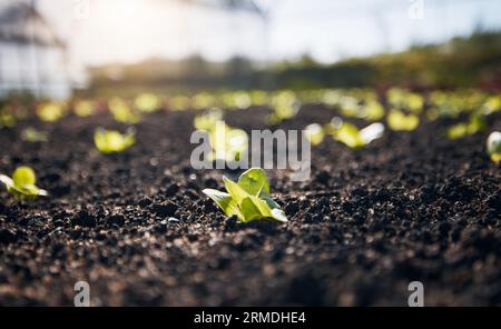 Nahaufnahme, Salat und Gartenpflanzen für Landwirtschaft, Landwirtschaft und Wachstum in Natur, Sand und nachhaltigem Acker. Hintergrund, Boden und Nachhaltigkeit Stockfoto