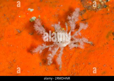 Spinnenkrebse, Achaeus spinosus, mit kleinen Anemonen zum Schutz und Tarnung auf Schwamm, Porifera Phylum, Pong Pong Tauchplatz, Seraya, Karangas Stockfoto