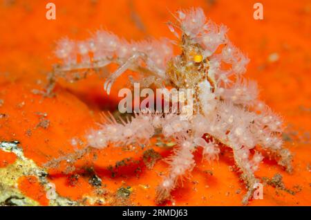 Spinnenkrebse, Achaeus spinosus, mit kleinen Anemonen zum Schutz und Tarnung auf Schwamm, Porifera Phylum, Pong Pong Tauchplatz, Seraya, Karangas Stockfoto