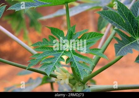 Papaya-Blätter in einer modernen Plantage, nordchina Stockfoto