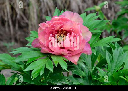 Entzückende Pfingstrosenblütenvielfalt Pink Double Dandy mit duftenden Semi-Doppel- und Doppelblumen, rosa mit einem Hauch von Lavendel. Zart, dünn und seidig p Stockfoto