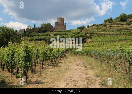 Burgruine und Weinberge in kaysersberg im elsass (frankreich) Stockfoto