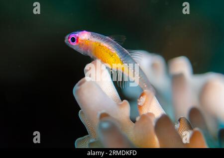 Redeye Hovering Goby, Bryaninops natans, auf Staghorn Coral Acropora sp, Liberty Wrack Tauchplatz, Tulamben, Karangasem, Bali, Indonesien Stockfoto