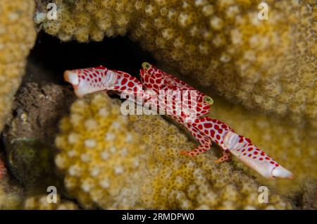 Rotgefleckte Wachttauchkrabbe, Trapezia tigrina, Korallen im Inneren, Nachttauchgang, Seraya House Reef Tauchplatz, Seraya, Karangasem, Bali, Indonesien Stockfoto