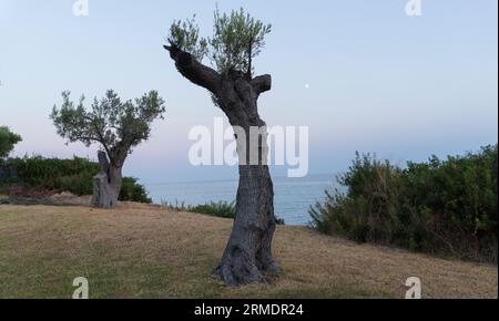 Olivenbäume am Ufer des Mittelmeers bei Sonnenuntergang in Griechenland Stockfoto