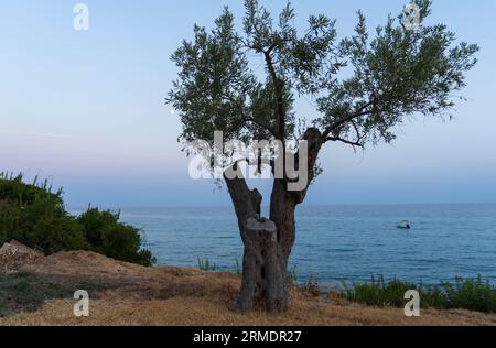 Olivenbäume am Ufer des Mittelmeers bei Sonnenuntergang in Griechenland Stockfoto