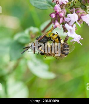 DAS EUROPÄISCHE BEEWOLF hat eine Honigbiene angegriffen, die betäubt und ins Nest gebracht wird, wo sie zu lebendem Futter für die Larve wird Stockfoto