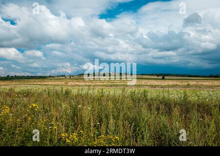 Wunderschöne ländliche Landschaft. Wiesen voller Blumen im Vordergrund. Hügel mit Ackerland im Hintergrund. Roztocze, Susiec, Polen Stockfoto