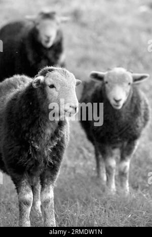 Herdwick Schafe Stockfoto