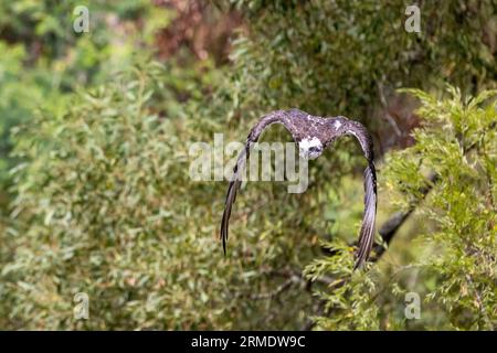 Der östliche oder australische Fischadler, Pandion haliaetus cristatus, auch bekannt als Fluss, Meer oder Fischadler, im Flug vor grünem Laub Hintergrund. Stockfoto