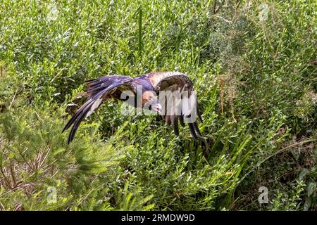 Schwarzer Bussard, Hamirostra melanosternon, im Flug vor grünem Laubhintergrund. Ein großer Raptor, der in Australien endemisch ist. Stockfoto