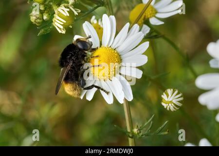 Große Narzissenfliege (Merodon equestris) an einer Kamillenblüte Stockfoto