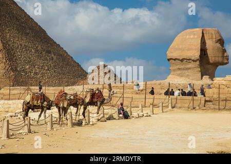 Kamelgehege neben der Großen Sphinx von Gizeh Stockfoto