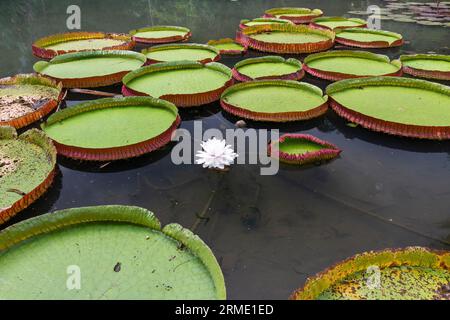 Seerosen schweben auf dem See im Botanischen Garten mit weißen Blumen Stockfoto