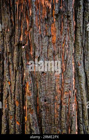 Verbrannte Mammutrinde. Sequoiadendron gigantische Mammutbäume, auch bekannt als Riesenmammutbaum, Sierra Mammutbaum, Sierran Mammutbaum, Wellingtonia oder einfach Big Tree Stamm oder bole mit Rinde Stockfoto