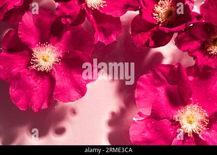 Klarer Wasserhintergrund und rosa violette Blumen schließen sich an, Kopierraum. Trendiger abstrakter rosa Wasser- und Rosen-Konzepthintergrund. Stockfoto