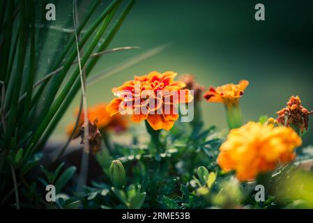 Tagetes patula blüht im braunen Topf im Garten. Stockfoto