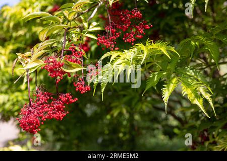 Rote Viburnum-Beeren an Zweigen Stockfoto