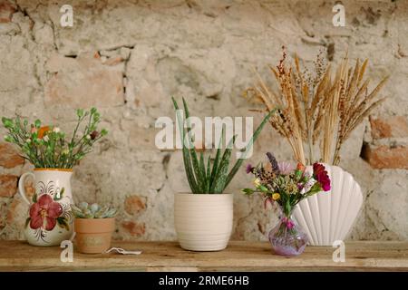 Topfpflanzen und Sukkulenten mit getrockneten und frischen Blumen Stockfoto