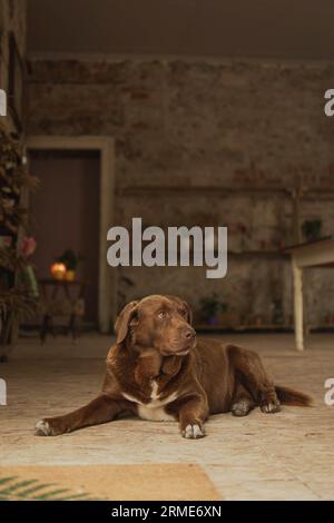Der labrador aus brauner Schokolade hält die Uhr von der Tür fern Stockfoto