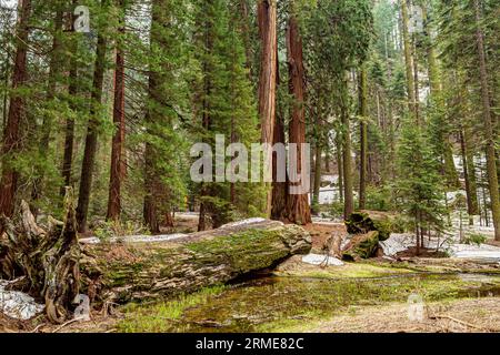 Stamm des Sequoia-Baums, umgeben von grünen Fernsen. Sequoia-Nationalpark mit alten riesigen Sequoia-Bäumen wie Mammutbäumen in wunderschöner Landschaft. Altes Mammutholz im Sequoia-Nationalpark Stockfoto