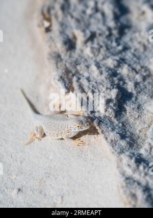 White Sands National Park in New Mexico Stockfoto