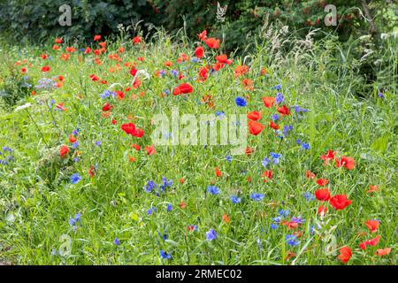 Mohnblumen und Kornblumen, Fairhead Cliffs, Nordirland, Großbritannien Stockfoto