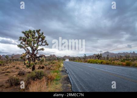 Straße und dunkler Himmel bei einem Sturm im Joshua Tree-Nationalpark, Kalifornien Stockfoto