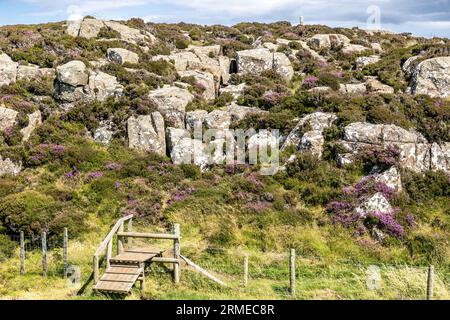 Style, Heidekraut und andere Pflanzen auf Felsen, Fairhead Cliffs, Nordirland, Großbritannien Stockfoto