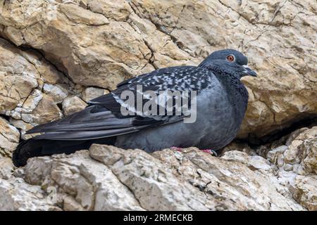 Rock Dove/Feral Taube, Ballintoy Harbour, Nordirland, Vereinigtes Königreich Stockfoto