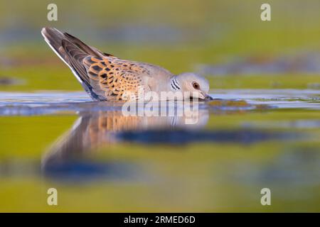 Europäische Turteltaube (Streptopelia turtur), Erwachsener trinkt im Pool, Kampanien, Italien Stockfoto