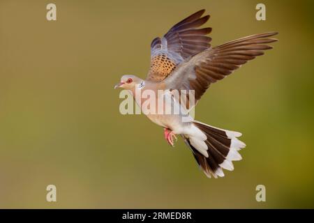 Europäische Turteltaube (Streptopelia turtur), Seitenansicht eines ausgewachsenen Mannes im Flug, Kampanien, Italien Stockfoto